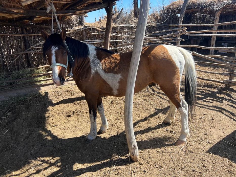 Айғыр сатылады 7 жасар