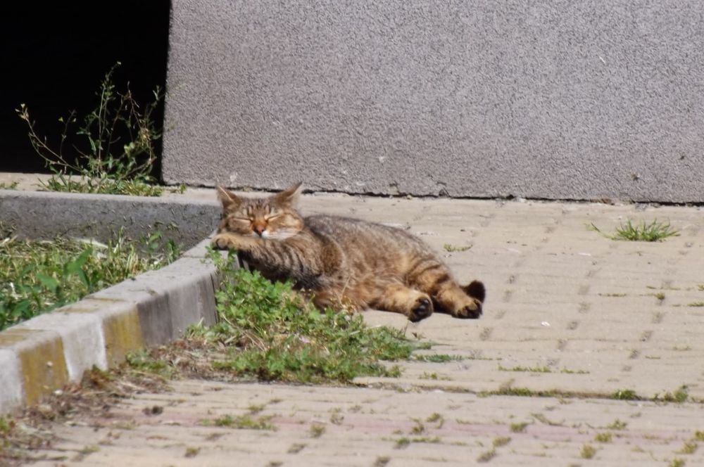 Фотоапарат Fujifilm finepix S4200