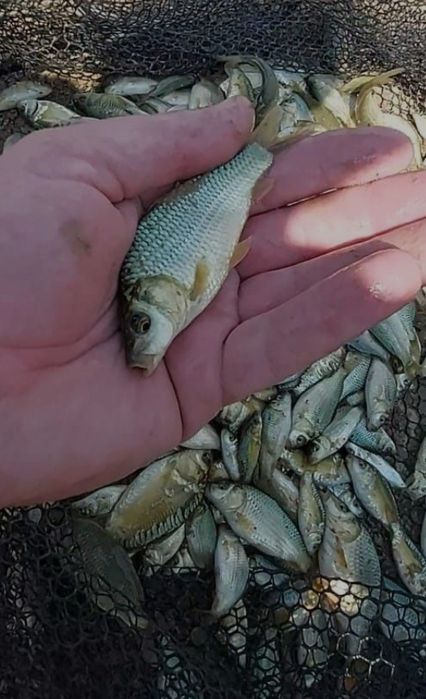 Малёк,живец,карась