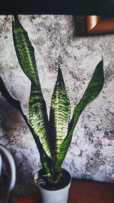 Домашние цветы 1000