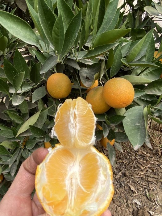 Sitrus ko'chatlar sotiladi