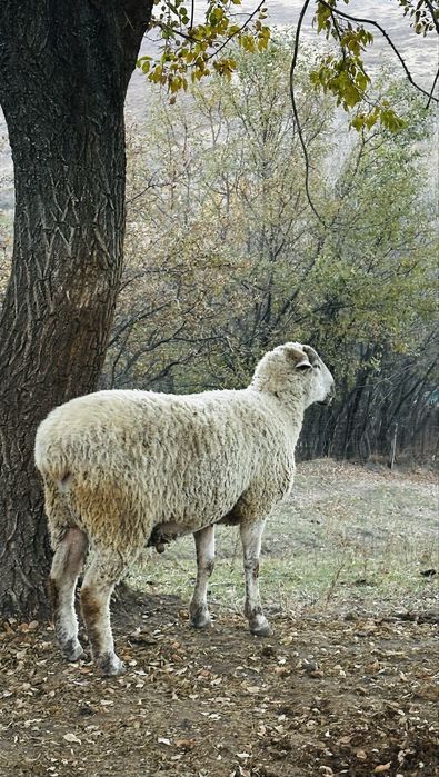 Бір қошқар және бір саулық қой сатылады суреттегі қызыл қой