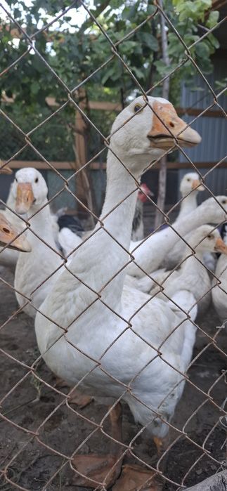 Продам гусей (Линда)