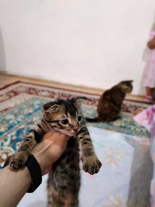 Котики маленькие