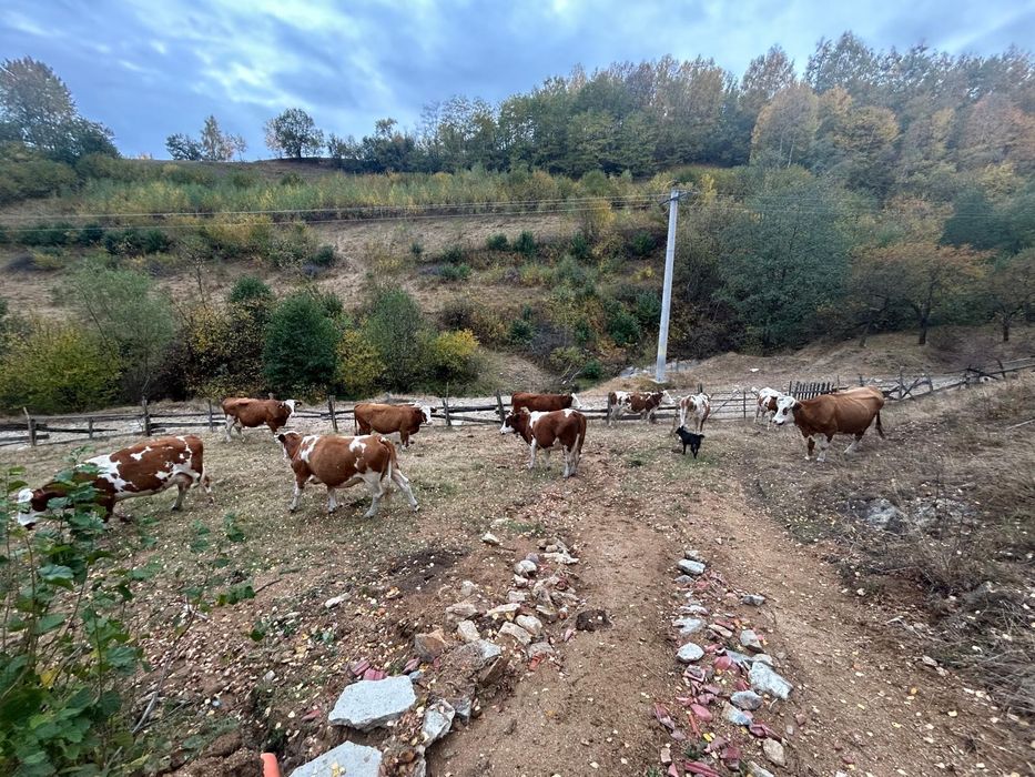 De vanzare vaci.