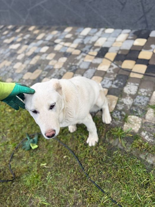 Продается собака Алабай