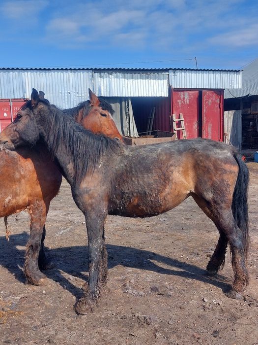 Продам жеребых кобыл