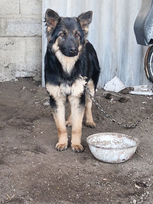 6 айлық күшік сатылады