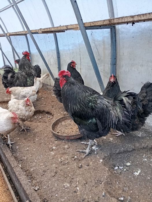 Петухи продаюся породистые