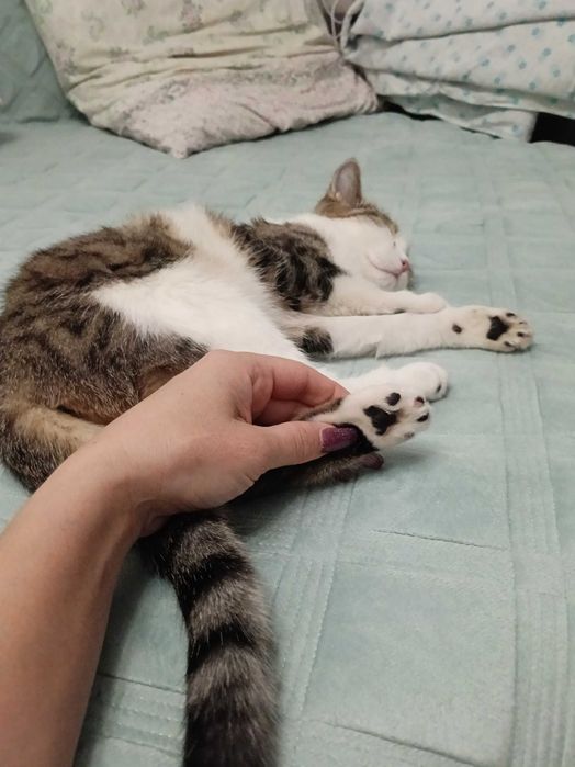 Отдам даром кошечку