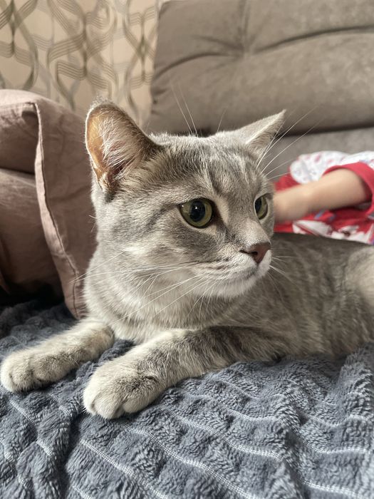 Кот мальчик имя томас возраст 5 лет