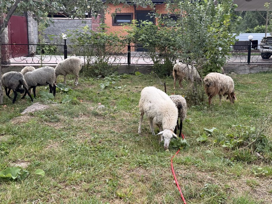 Продам Баран       .