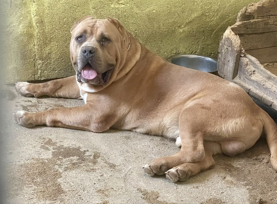 ТОП Американско були ХХЛ