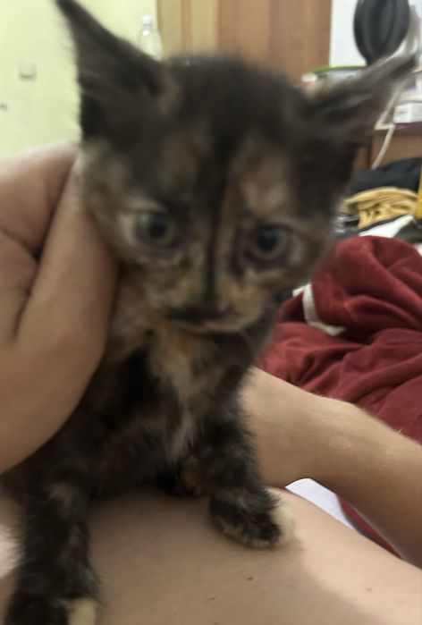 Отдам котят бесплатно