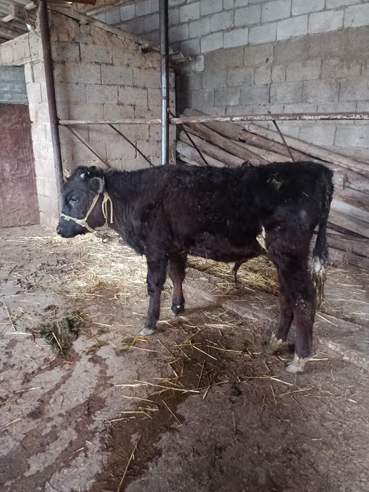 Бузаулар сатылады