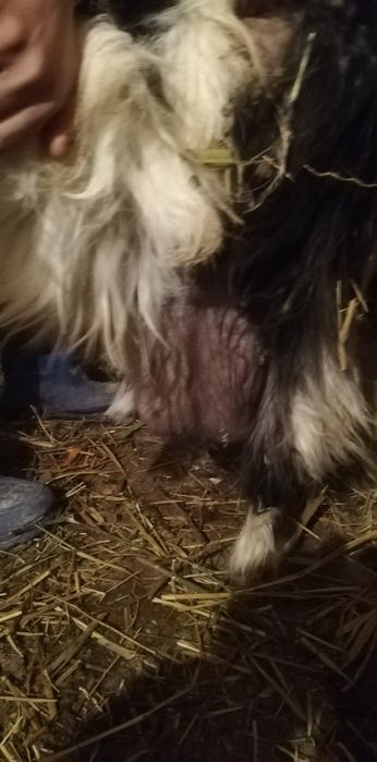 Ешкі сатылады сүтты