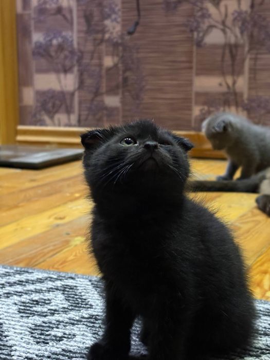 Продается котята от правильной вязки,цена договорная