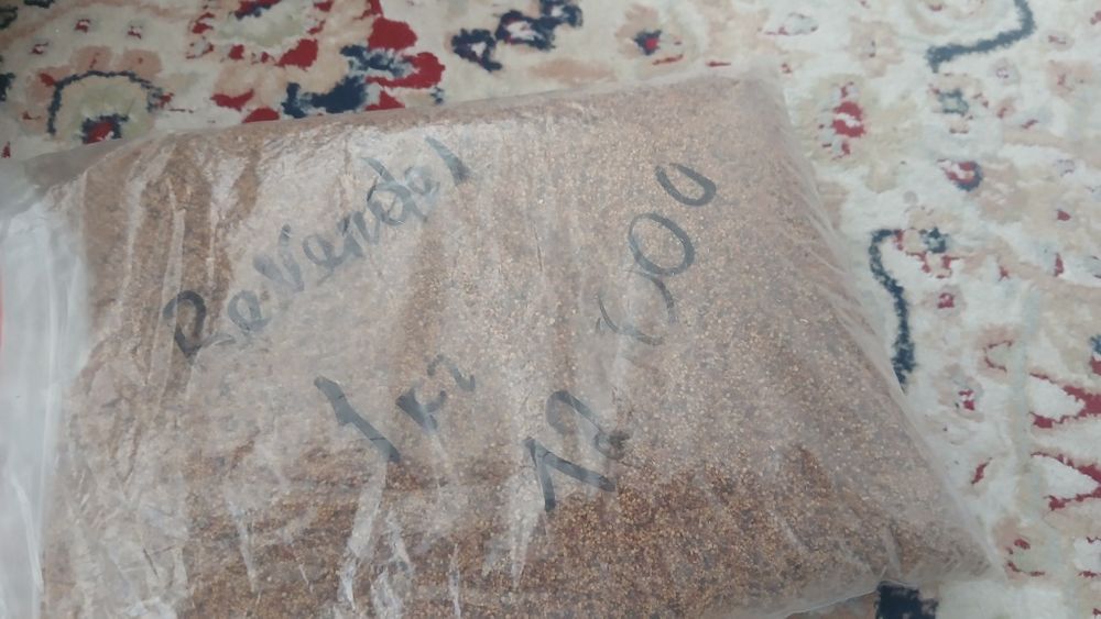 Клевер жылдам шыгады