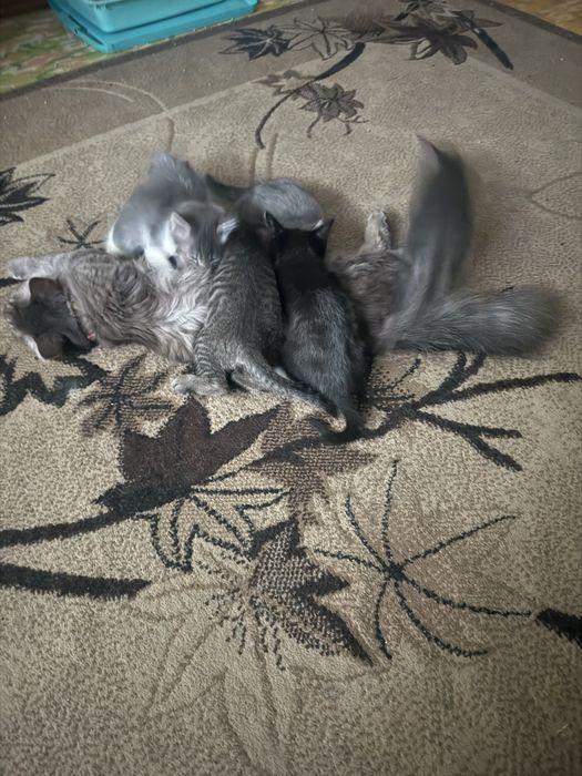 Отдам котят в добрые руки.