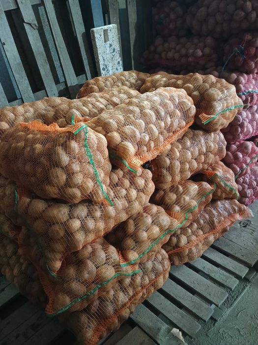 De vânzare cartofi consum Carera sí Bellaroza