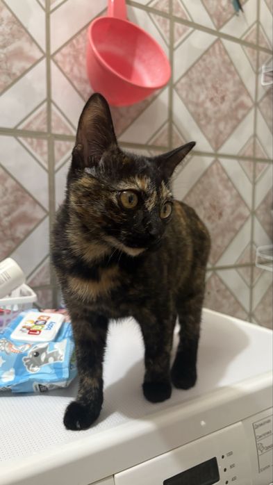 Отдам котенка срочно
