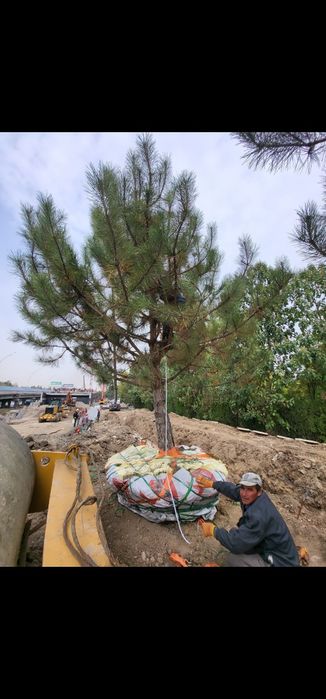 Пересадка деревьев Дарахт кучириш Ландшафт хизматлари