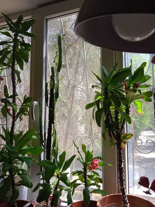 Цветы домашние продаются