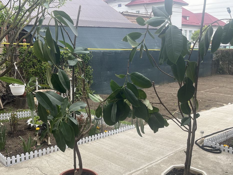 Plante mari Ficus