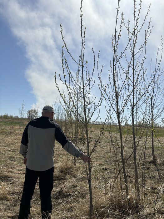 Продам тополь Пирамидальные клен сосна береза