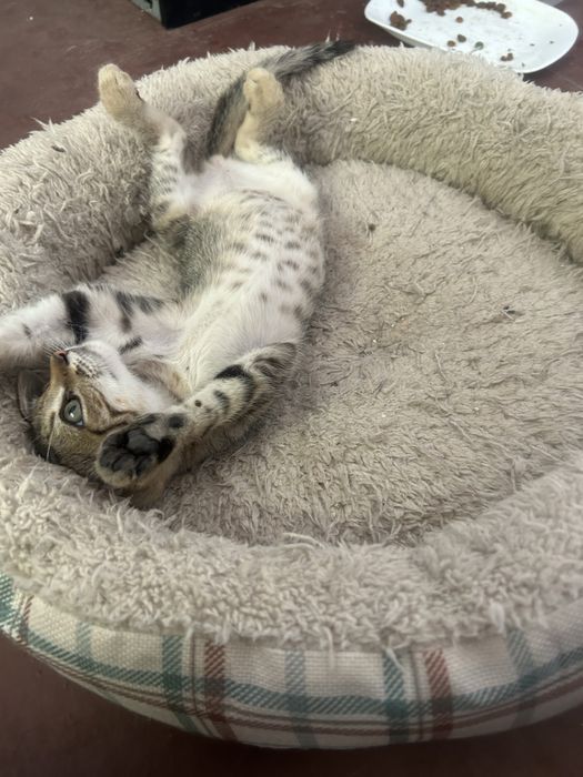 Малко коте търси дом