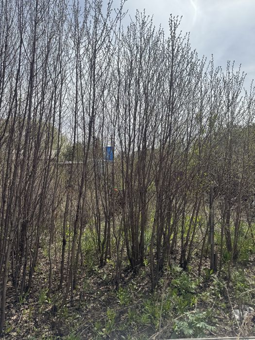 Продам дачный участок с домом