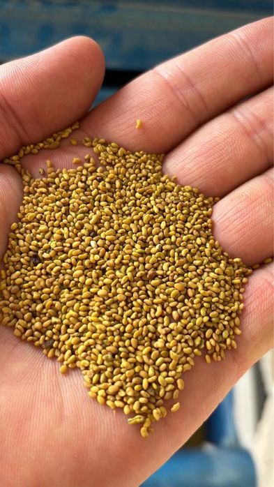 Идеальный ұрық бар! Жоңышқа ұрық! 1700тг ден