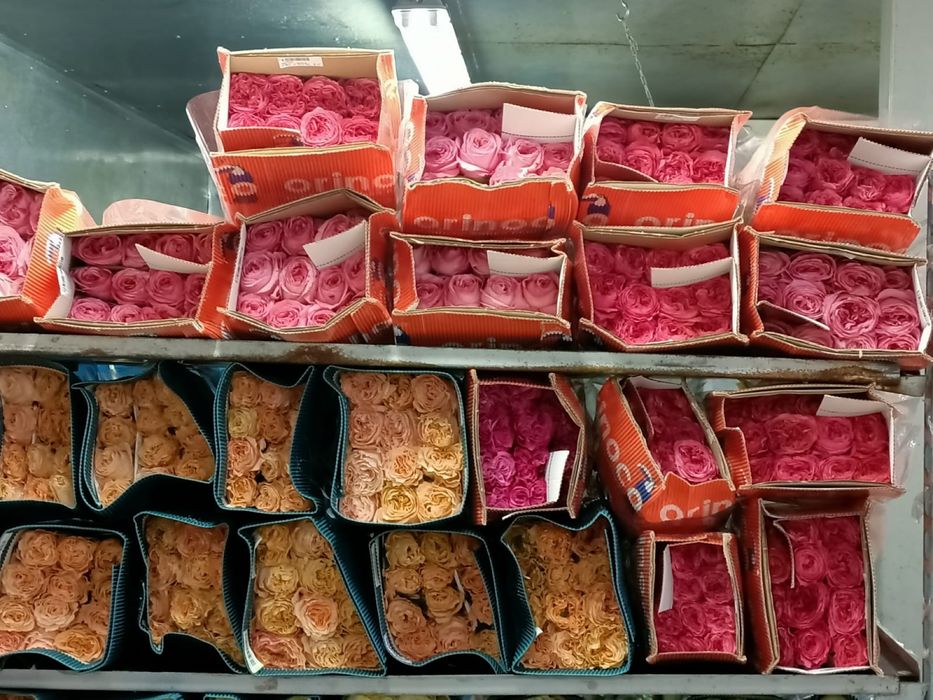 Пионы розы оптом