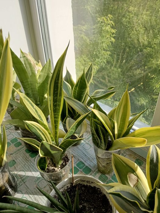 Сансевиерии, обмен