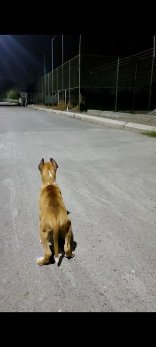 Продается собака питбуль