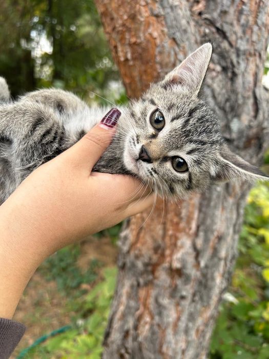 Отдадим котёнка в добрые руки!