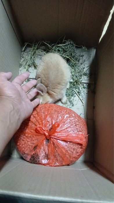 Кролик декоративный