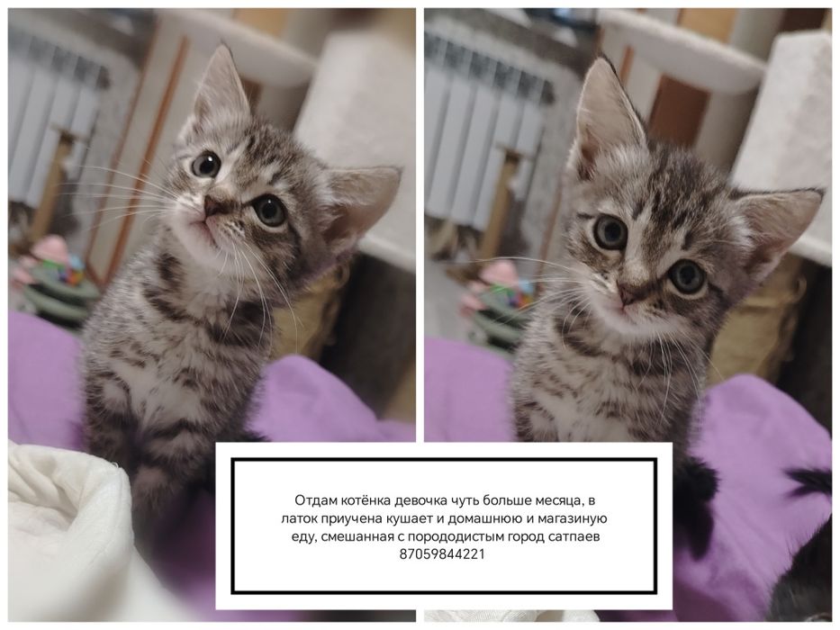 Отдам котят  в добрые руки