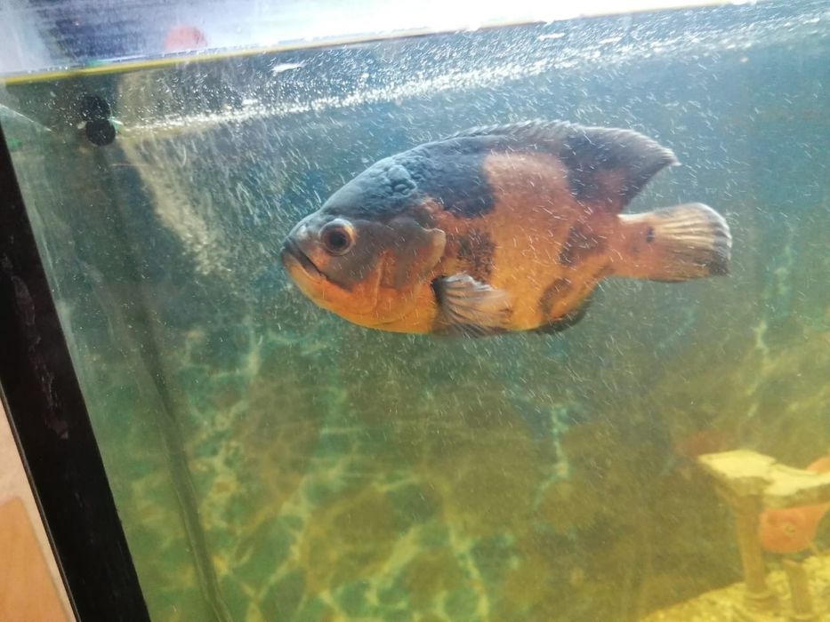 Продам аквариум