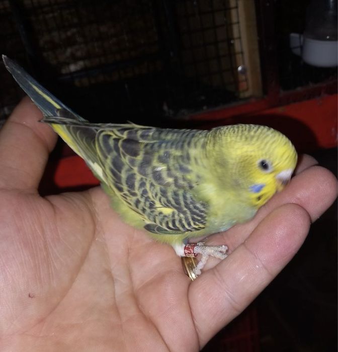 Papagali Perusi/Puisori blanzi/Maturi reproducatori