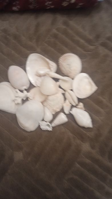 Ракушки для аквариума