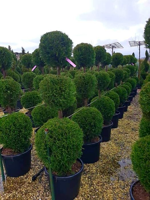 Plante ornamentale, brazi, tuia spirale, copaci, tei, mesteacan,platan