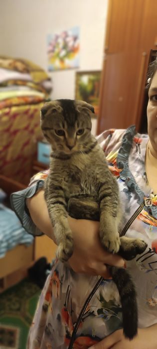 Кот продается в хорошие руки