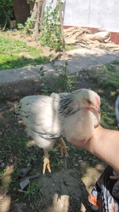 Продам петухов Адлеров
