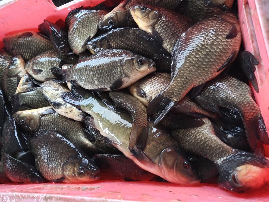 Продам Карась ОПТ