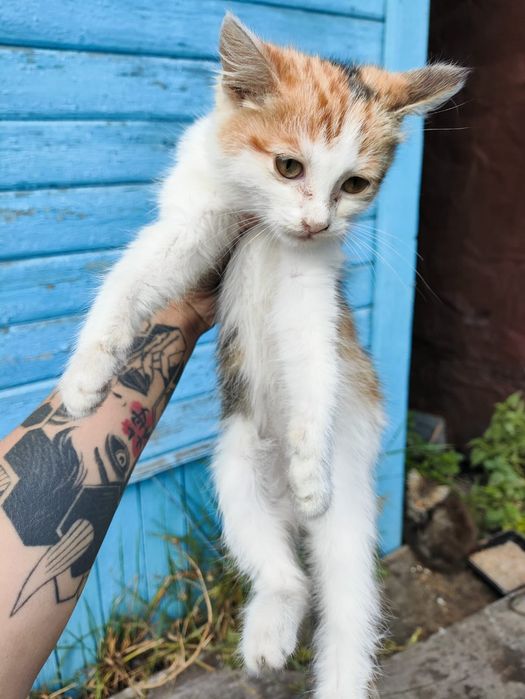 Кошечка в добрые ручки