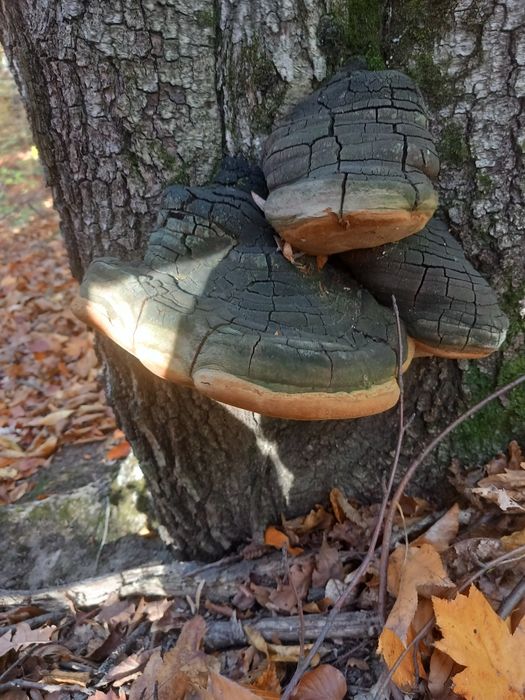 Ciuperca medicinala fomitopsis pinicola