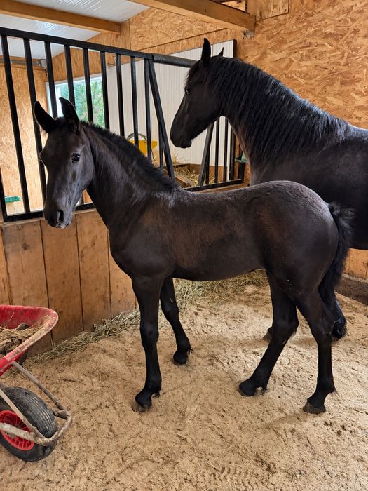 Mânza Friesian/Frizian