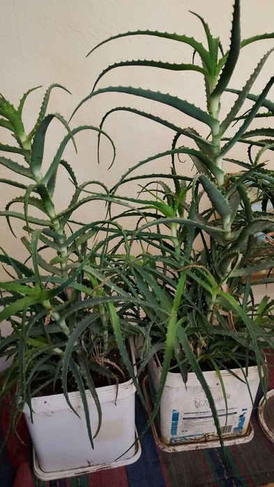 Живо алое вера за лечебна напитка – големи и малки растения