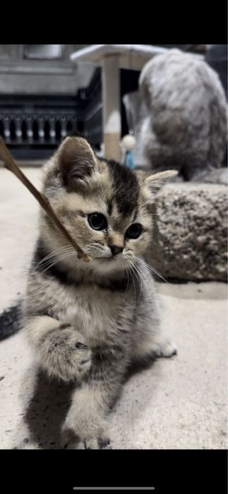 Scottish Fold va Scottish Straight Toza qon Chinchilla Sotuvda